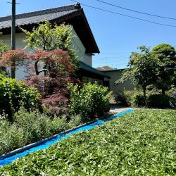 萎凋香茶 緑茶製法 むさしかおり(30g) オンライン限定販売